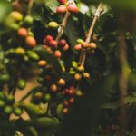 Do Decaf Roasted Green Beans Measure Up to Regular Beans?