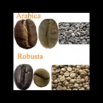 Arabica vs Robusta