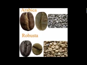 Arabica vs Robusta